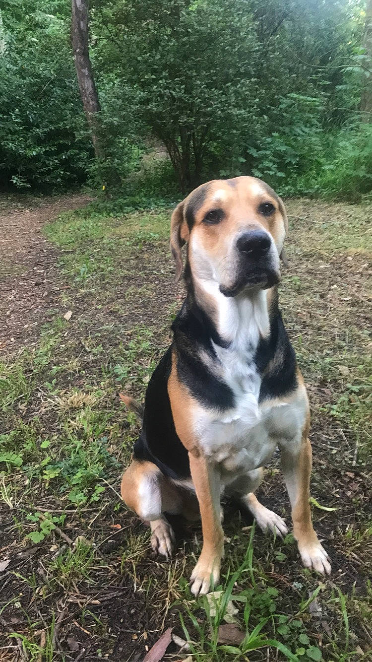 Rolly participe au concours pour gagner de l'argent avec cette photo : beaglier, canidae, carnivore, companion_dog, dog, dog_breed, fawn, grass, hound, hunting_dog, plant, snout, sporting_group, terrestrial_animal, tree, whiskers, working_animal, working_dog