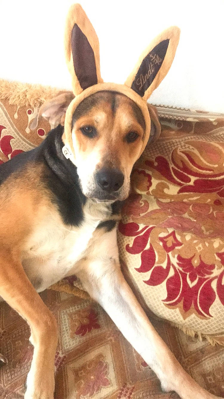 Rolly participe au concours pour gagner de l'argent avec cette photo : ancient_dog_breeds, carnivore, companion_dog, dog, dog_breed, dog_supply, fawn, fur, hound, peach, sporting_group, whiskers, wood, working_animal