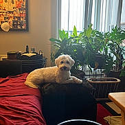 Milo is registered to the contest to win money with this photo: dog, couch, red_blanket, houseplants, living_room, cushion, remote_control, window, vertical_blinds, table, wall_art, lamp, wooden_chair, indoor, pet, furniture, relaxing, cozy, curtains, daylight
