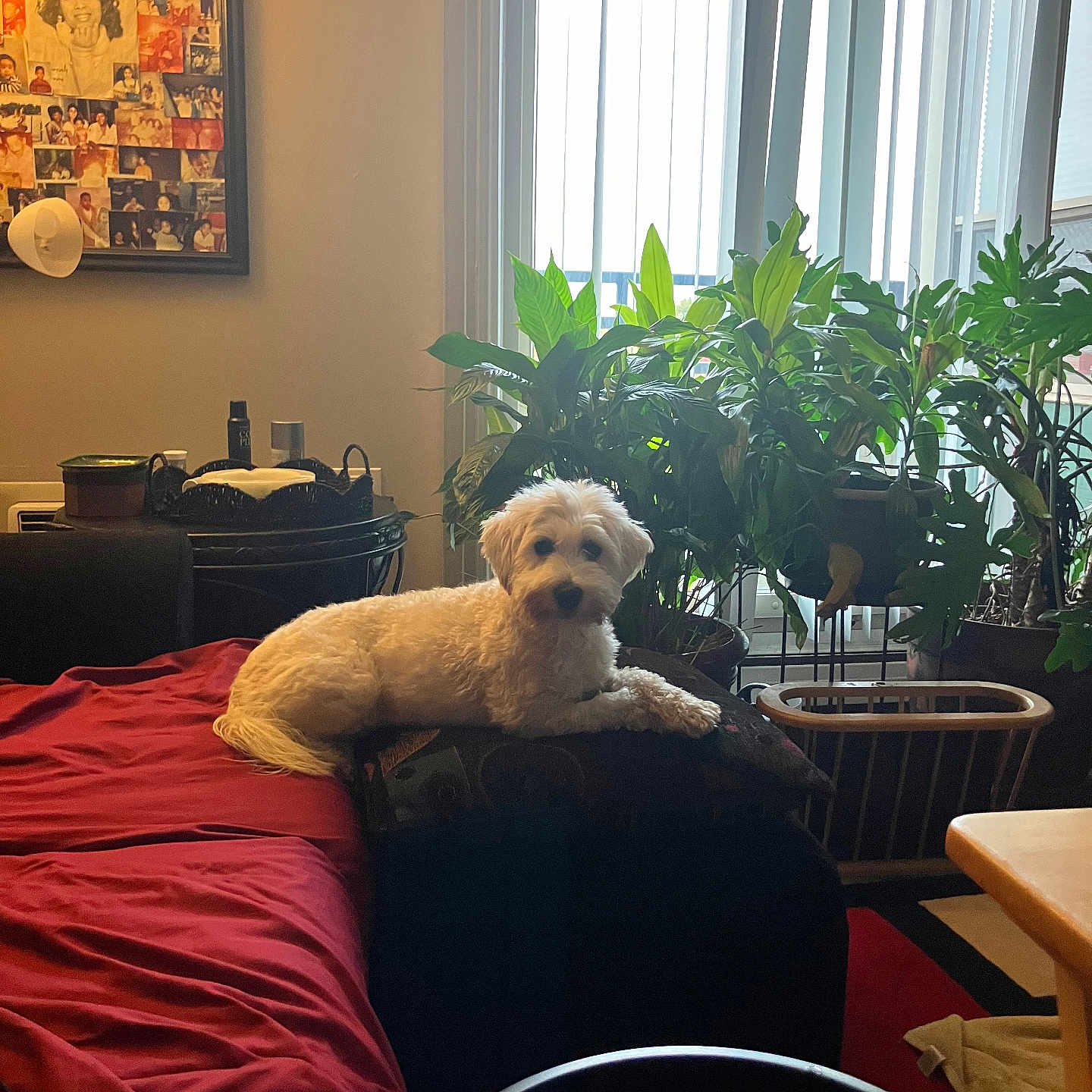 Milo is registered to the contest to win money with this photo: couch, cozy, curtains, cushion, daylight, dog, furniture, houseplants, indoor, lamp, living_room, pet, red_blanket, relaxing, remote_control, table, vertical_blinds, wall_art, window, wooden_chair