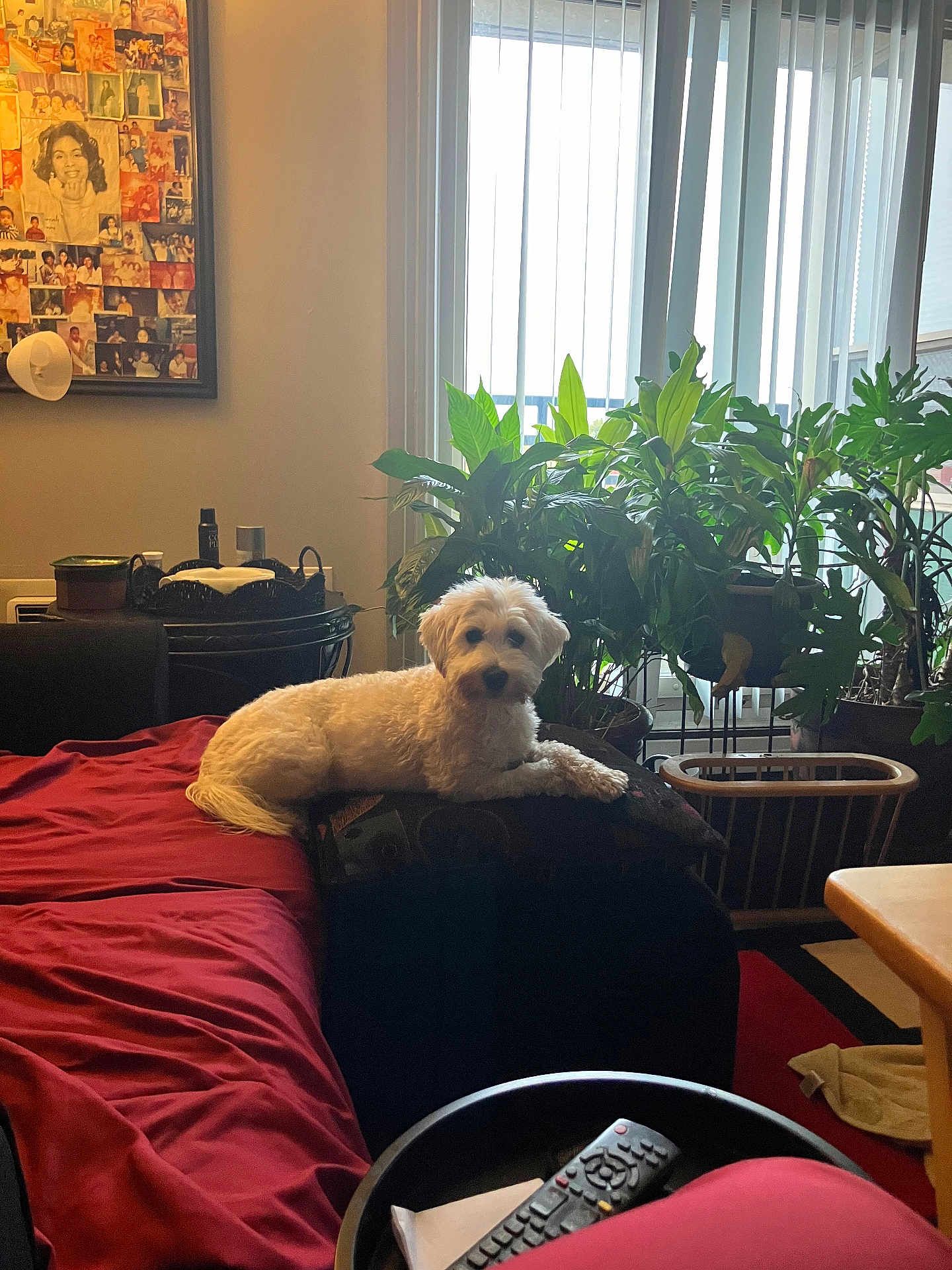 Milo is registered to the contest to win money with this photo: dog, couch, red_blanket, houseplants, living_room, cushion, remote_control, window, vertical_blinds, table, wall_art, lamp, wooden_chair, indoor, pet, furniture, relaxing, cozy, curtains, daylight