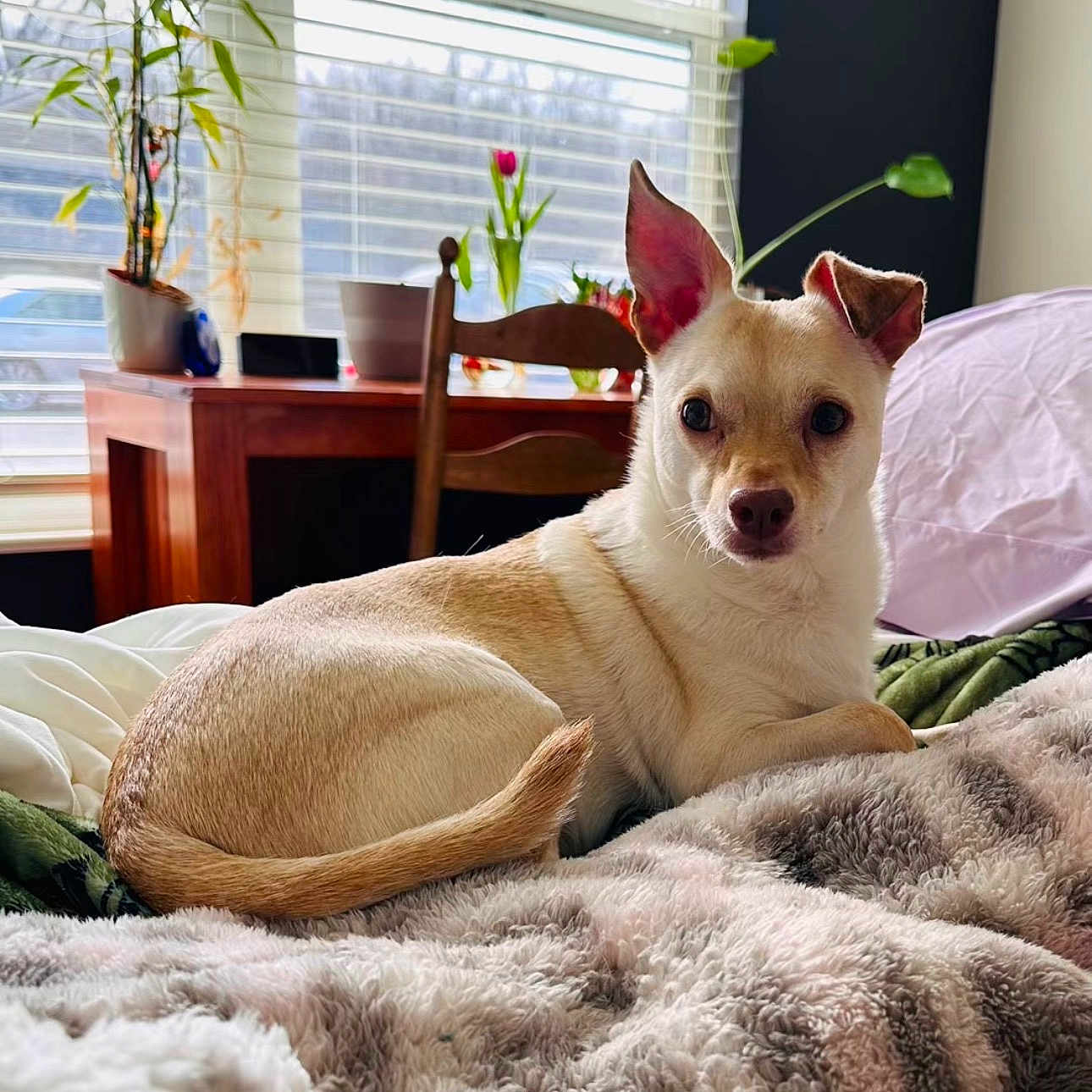 Queso joined the competition — help win amazing prizes! dog, small_dog, tan_fur, white_fur, blanket, bed, window, natural_light, indoor, plant, potted_plant, chair, wooden_chair, relaxed, pet, fur, ears, looking, cozy, home