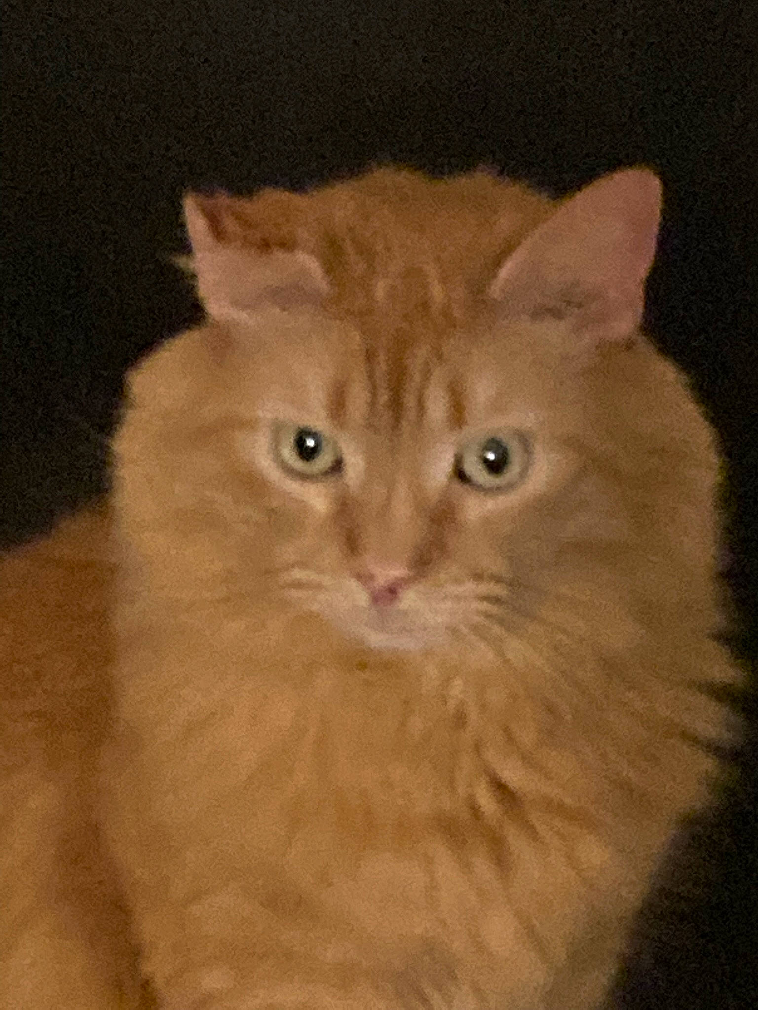 Gunther is registered to the contest to win money with this photo: british_longhair, carnivore, cat, ear, eye, fawn, felidae, fur, small_to_medium_sized_cats, snout, terrestrial_animal, whiskers, working_animal