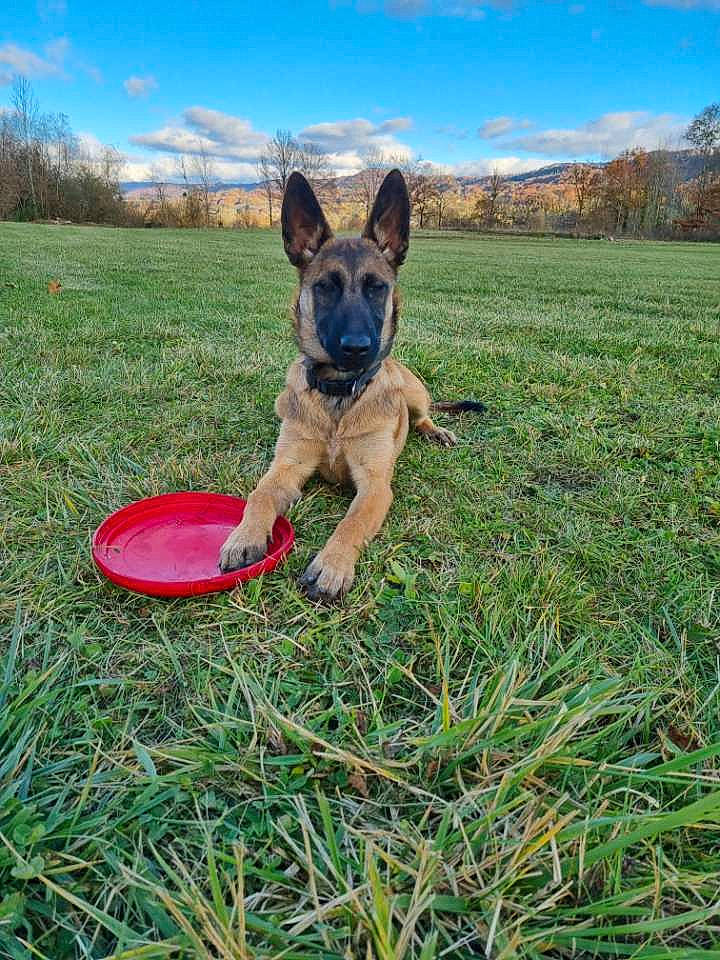 Shiva a rejoint le concours — aidez-le/la à gagner de superbes lots ! carnivore, cloud, companion_dog, disc_dog, dog, dog_breed, dog_supply, fawn, fun, grass, grassland, lawn, leisure, meadow, pasture, people_in_nature, plant, recreation, sky, tree