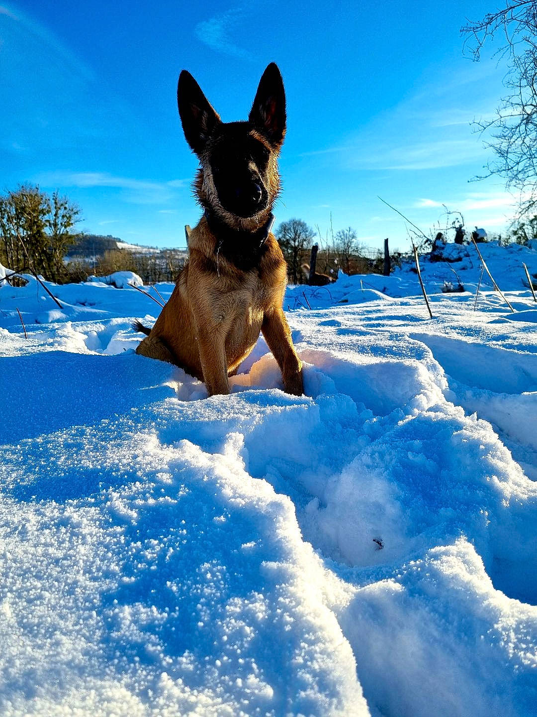 Shiva a rejoint le concours — aidez-le/la à gagner de superbes lots ! adventure, blue, canidae, carnivore, cloud, companion_dog, dog, dog_breed, electric_blue, fawn, freezing, human_body, recreation, sky, snout, snow, sporting_group, sunglasses, tree, winter