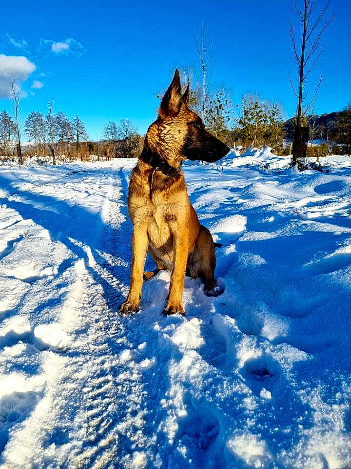 Shiva a rejoint le concours — aidez-le/la à gagner de superbes lots ! blue, carnivore, cloud, companion_dog, dog, dog_breed, electric_blue, fawn, freezing, german_shepherd_dog, herding_dog, sky, slope, snow, sporting_group, tail, tree, wilderness, winter, wood
