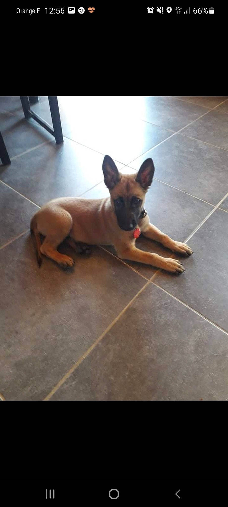 Shiva a rejoint le concours — aidez-le/la à gagner de superbes lots ! canidae, carnivore, collar, comfort, companion_dog, dog, dog_breed, dog_supply, fawn, floor, flooring, hardwood, liver, paw, snout, sporting_group, tail, toy_dog, wood, working_animal