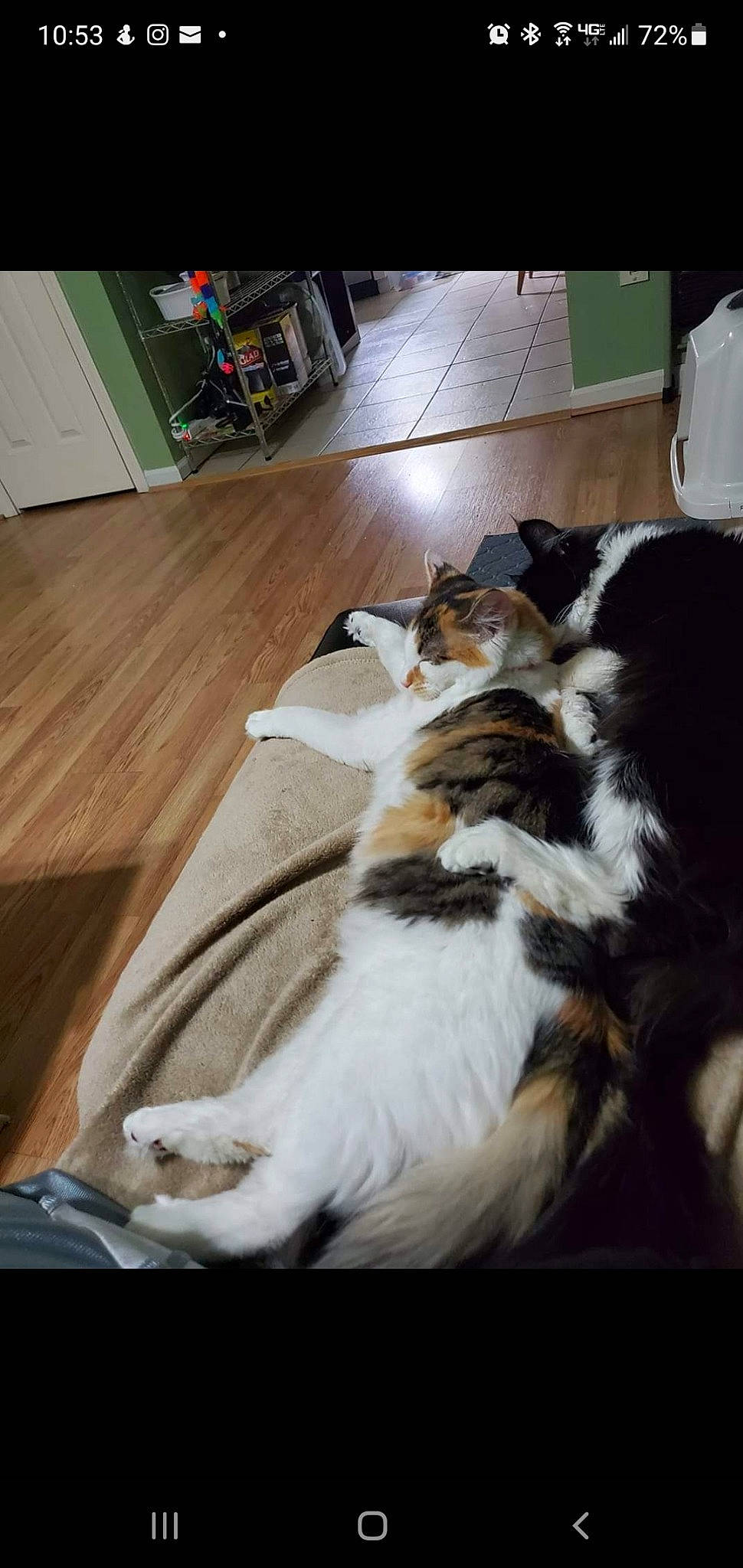 Rebel is registered to the contest to win money with this photo: carnivore, cat, comfort, companion_dog, dog_breed, domestic_short_haired_cat, felidae, floor, flooring, fur, hardwood, laminate_flooring, mammal, room, small_to_medium_sized_cats, tail, varnish, whiskers, wood, wood_flooring