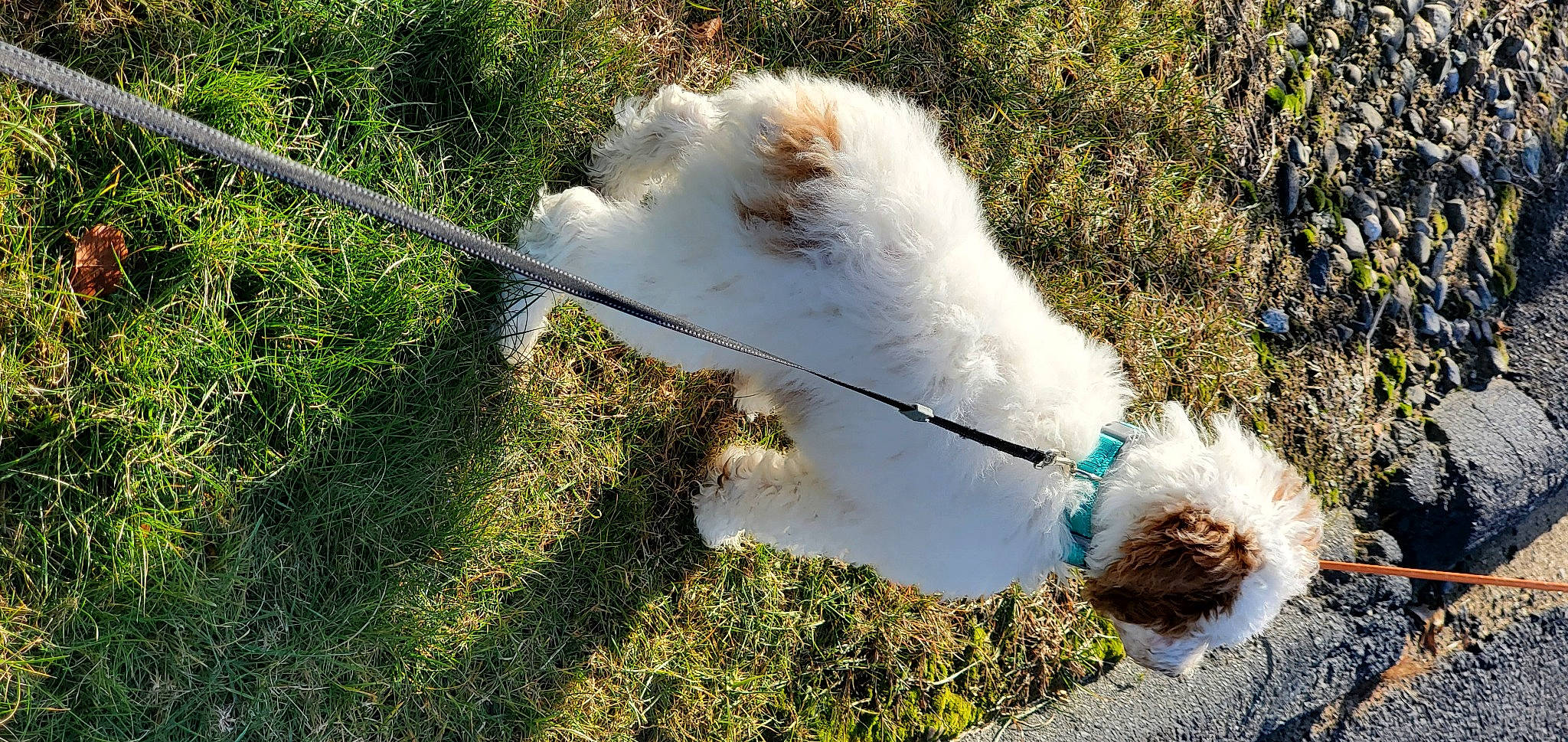 Milo is registered to the contest to win money with this photo: beak, bird, canidae, carnivore, companion_dog, dog, dog_breed, fashion_accessory, fur, grass, grassland, leash, livestock, pasture, plant, snout, sporting_group, tail, terrestrial_animal, working_animal