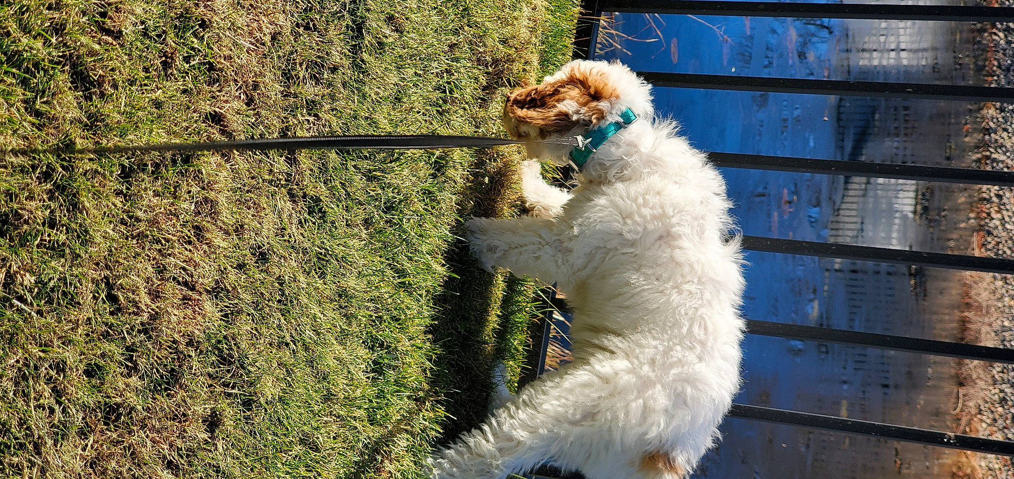 Milo joined the competition — help win amazing prizes! canidae, carnivore, companion_dog, dog, dog_breed, dog_collar, fawn, fur, grass, labradoodle, plant, poodle, snout, sporting_group, sunglasses, tail, terrier, toy_dog, water_dog, working_animal