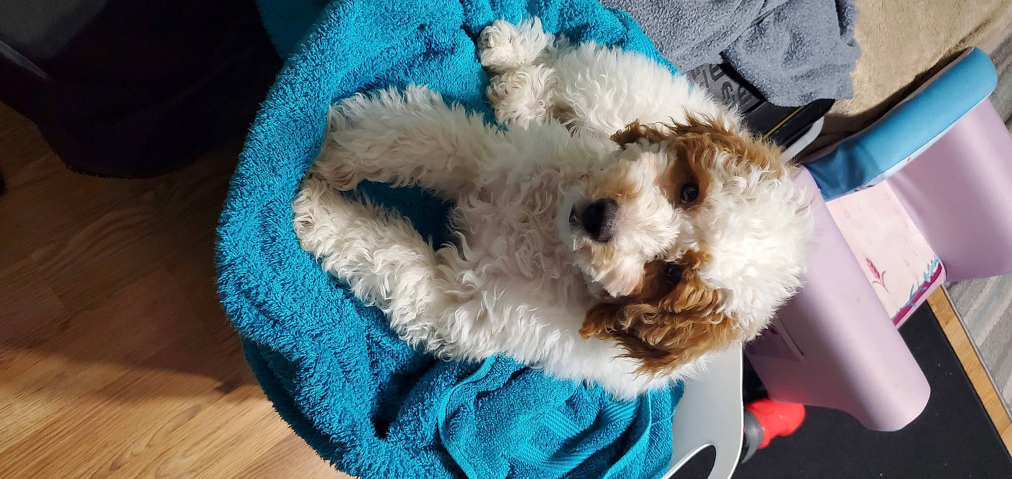 Milo joined the competition — help win amazing prizes! baby_toys, blue, canidae, carnivore, companion_dog, dog_breed, dog_clothes, electric_blue, fawn, fur, linens, plush, snout, sporting_group, stuffed_toy, teddy_bear, terrier, toy, toy_dog, whiskers