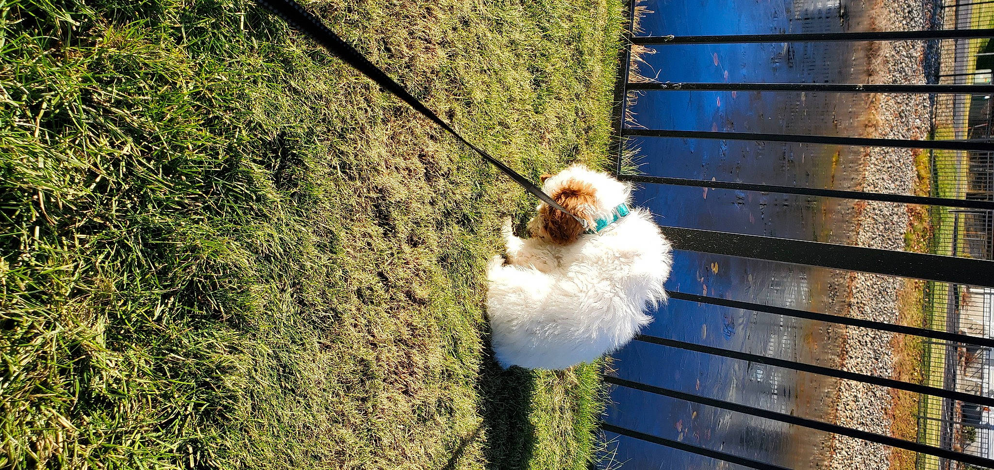 Milo is registered to the contest to win money with this photo: carnivore, companion_dog, daytime, dog, dog_breed, electric_blue, fawn, fur, grass, mammal, plant, rope, shadow, small_to_medium_sized_cats, snout, sporting_group, sunlight, tail, tree, wood