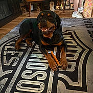 Nico is registered to the contest to win money with this photo: rottweiler, dog, indoor, carpet, harley_davidson, chew_stick, floor, person, shorts, sneakers, bag, wood_floor, table, mug, furniture, photography, smiling, pet, animal, home