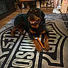 rottweiler, dog, indoor, carpet, harley_davidson, chew_stick, floor, person, shorts, sneakers, bag, wood_floor, table, mug, furniture, photography, smiling, pet, animal, home