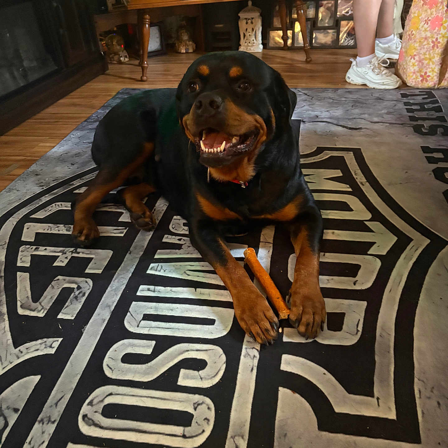 Nico is registered to the contest to win money with this photo: rottweiler, dog, indoor, carpet, harley_davidson, chew_stick, floor, person, shorts, sneakers, bag, wood_floor, table, mug, furniture, photography, smiling, pet, animal, home