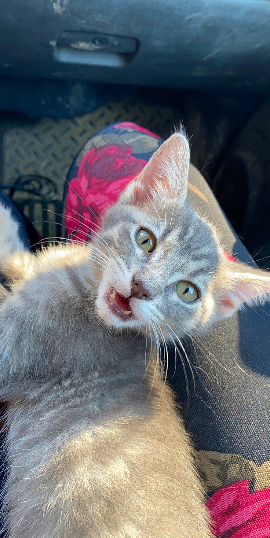 Pluto is registered to the contest to win money with this photo: aegean_cat, asian, carnivore, cat, domestic_short_haired_cat, ear, european_shorthair, eye, fawn, felidae, fur, kitten, mammal, small_to_medium_sized_cats, snout, tabby_cat, vertebrate, whiskers