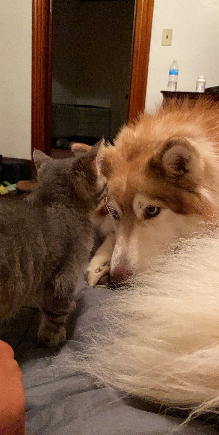 Gracie Mae joined the competition — help win amazing prizes! alaskan_malamute, canadian_eskimo_dog, canidae, carnivore, cat, dog, dog_breed, eurasier, felidae, kitten, mammal, puppy, ragdoll, samoyed, siberian, siberian_husky, small_to_medium_sized_cats, vertebrate, whiskers, wolfdog