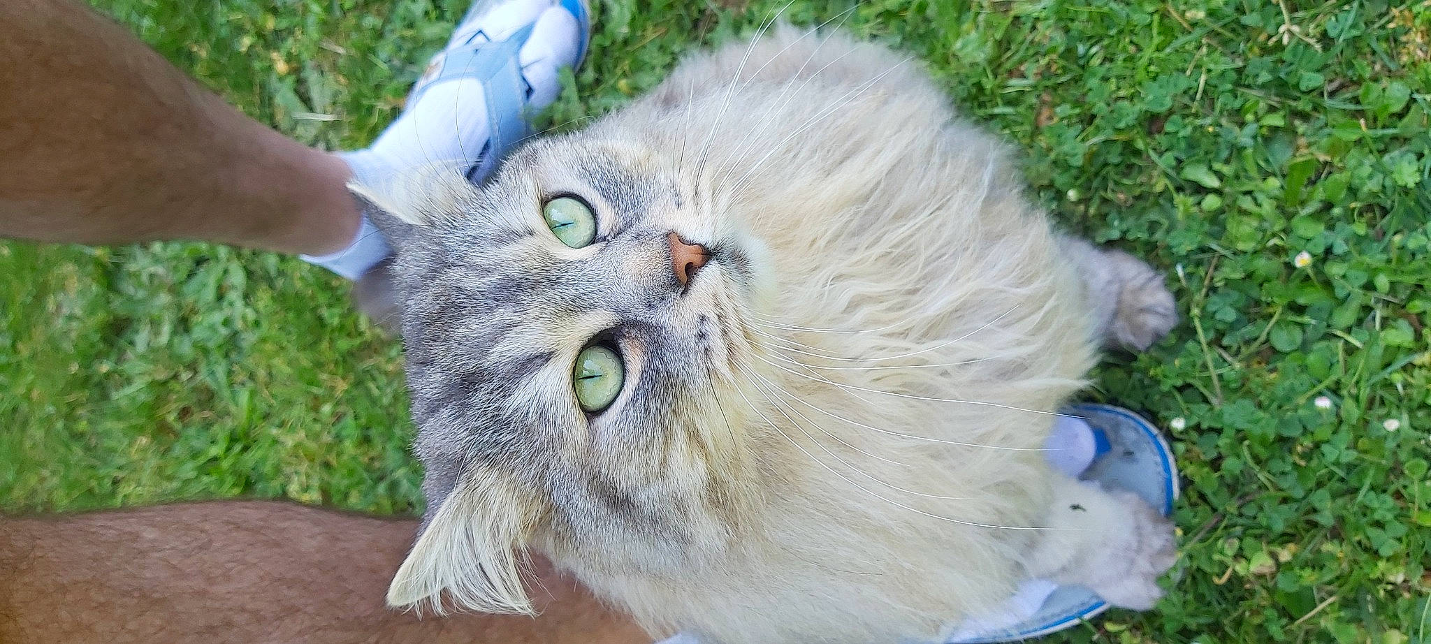 Lipton participe au concours pour gagner de l'argent avec cette photo : carnivore, cat, domestic_short_haired_cat, event, eye, felidae, fur, grass, head, plant, small_to_medium_sized_cats, snout, tail, terrestrial_animal, whiskers, wildlife