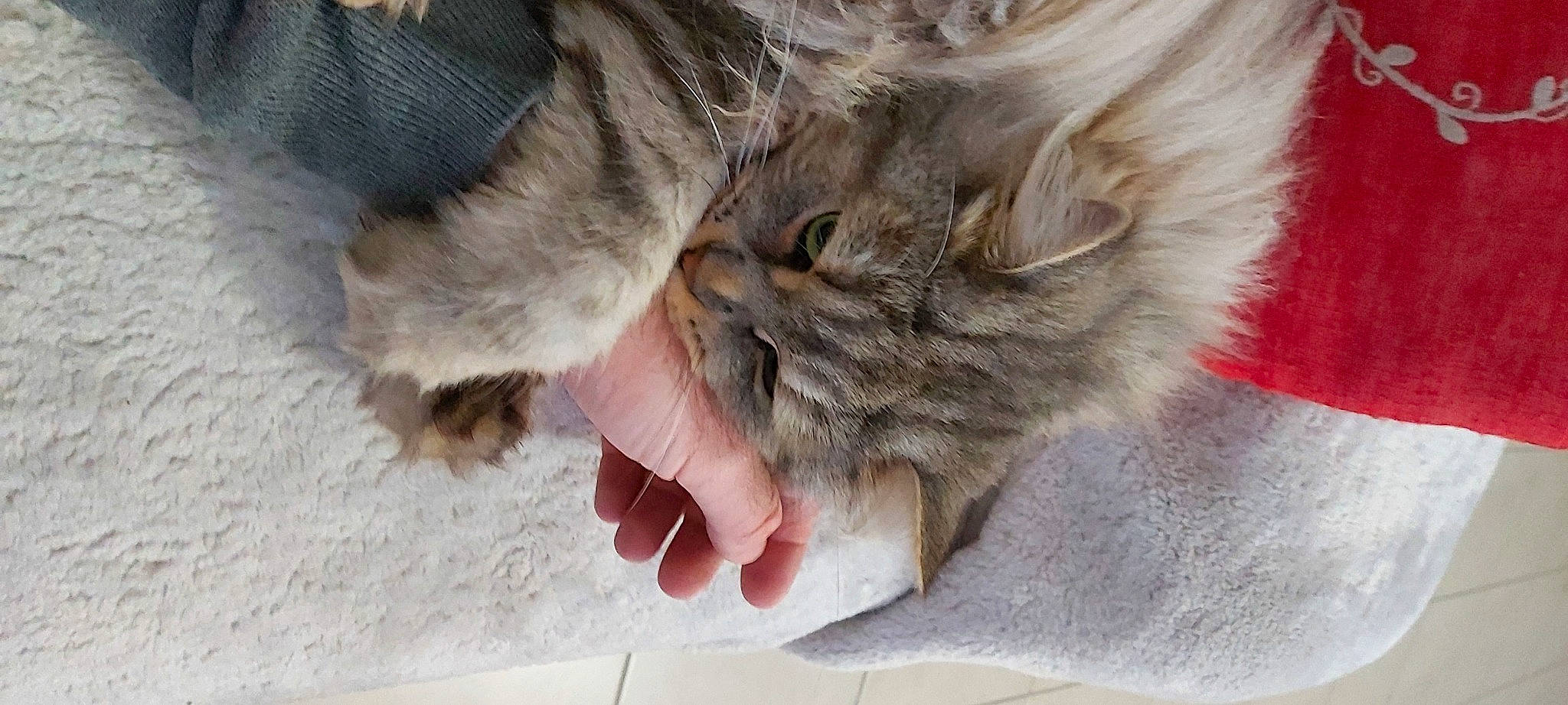 Lipton a rejoint le concours — aidez-le/la à gagner de superbes lots ! carnivore, cat, claw, comfort, domestic_short_haired_cat, eye, fawn, felidae, foot, fur, gesture, grey, nail, nap, paw, sleep, small_to_medium_sized_cats, snout, tail, whiskers