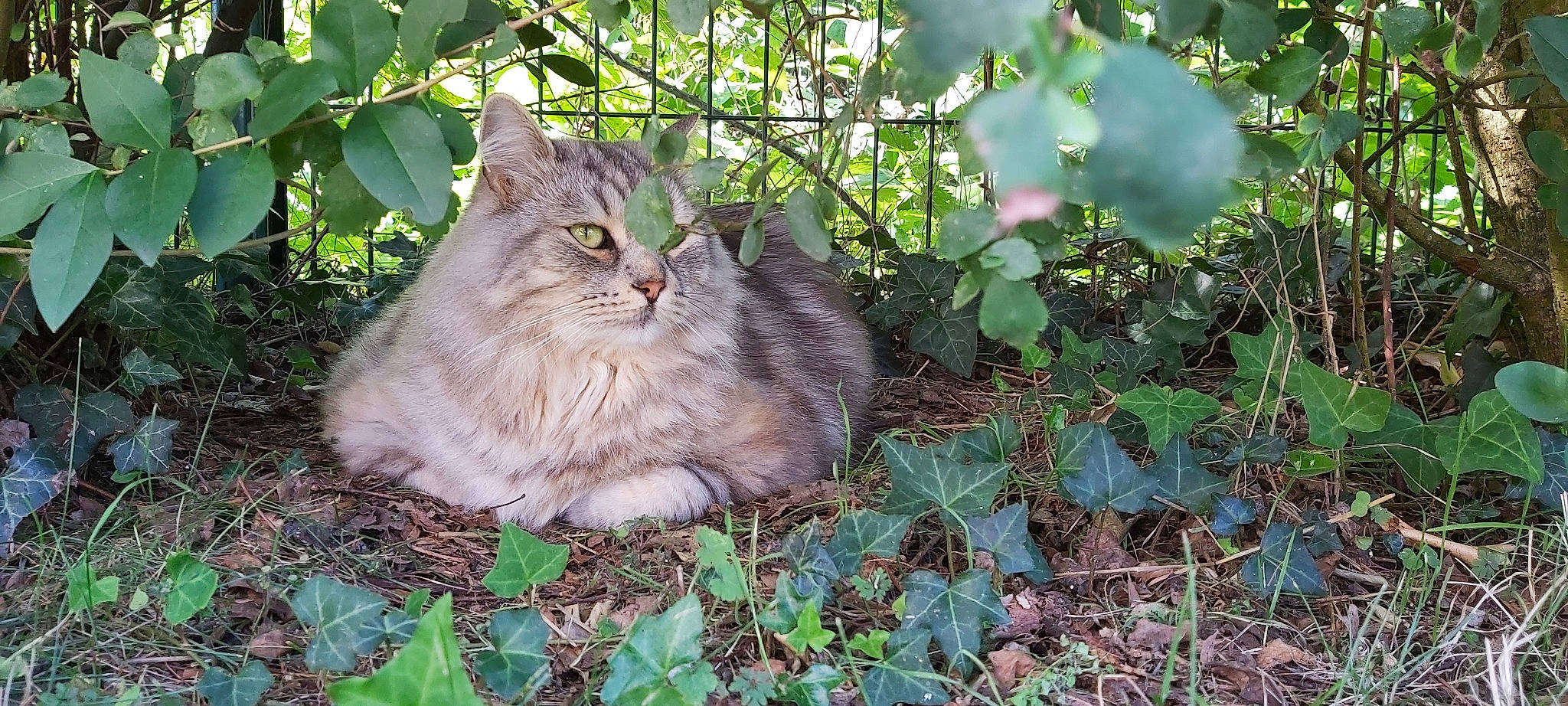 Lipton a rejoint le concours — aidez-le/la à gagner de superbes lots ! annual_plant, british_longhair, carnivore, cat, domestic_short_haired_cat, fawn, felidae, fur, grass, groundcover, herb, leaf, plant, shrub, small_to_medium_sized_cats, soil, tail, terrestrial_animal, whiskers, wildlife