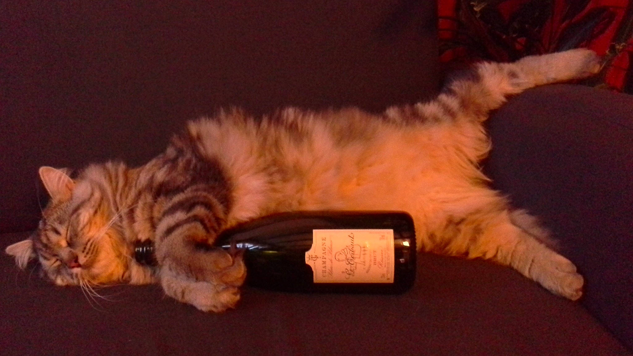 Lipton a rejoint le concours — aidez-le/la à gagner de superbes lots ! bottle, carnivore, cat, claw, clock, comfort, domestic_short_haired_cat, felidae, fur, lap, nap, paw, plant, small_to_medium_sized_cats, tail, watch, whiskers