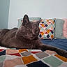 Gribouille a rejoint le concours — aidez-le/la à gagner de superbes lots ! black_cat, british_shorthair, carnivoran, cat, cat_like_mammal, chartreux, domestic_short_haired_cat, european_shorthair, kitten, korat, mammal, nebelung, russian_blue, small_to_medium_sized_cats, whiskers