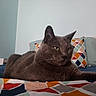 Gribouille a rejoint le concours — aidez-le/la à gagner de superbes lots ! asian, black_cat, bombay, british_shorthair, burmese, carnivoran, cat, cat_like_mammal, chartreux, domestic_short_haired_cat, european_shorthair, fauna, kitten, korat, nebelung, russian_blue, small_to_medium_sized_cats, snout, tonkinese, whiskers