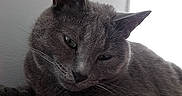 Gribouille participe au concours pour gagner de l'argent avec cette photo : black, british_shorthair, burmese, carnivoran, cat, cat_like_mammal, chartreux, domestic_short_haired_cat, fauna, fur, german_rex, korat, mammal, nebelung, russian_blue, small_to_medium_sized_cats, snout, whiskers