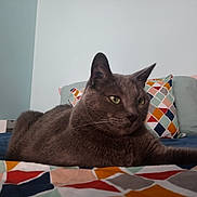 Gribouille a rejoint le concours — aidez-le/la à gagner de superbes lots ! asian, black_cat, bombay, british_shorthair, burmese, carnivoran, cat, cat_like_mammal, chartreux, domestic_short_haired_cat, european_shorthair, fauna, kitten, korat, nebelung, russian_blue, small_to_medium_sized_cats, snout, tonkinese, whiskers