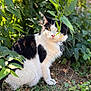 black_and_white_cat, bush, cat, close_up, collar, fur, grass, green_leaves, ground, id_tag, nature, outdoor, pink_nose, plant, portrait, shadow, sitting, sunlight, whiskers, yellow_eyes