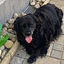 Daisy a rejoint le concours — aidez-le/la à gagner de superbes lots ! dog, black_dog, tongue_out, outdoor, pavement, rocks, wall, relaxed, pet, animal, canine, fur, laying_down, happy, tongue, nature, sunlight, closeup, sidewalk, garden