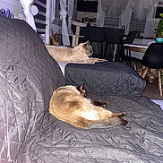 Daisy participe au concours pour gagner de l'argent avec cette photo : cat, sofa, quilted_cover, ottoman, living_room, curtains, window, plant, chair, table, interior, home_decor, furniture, pet, resting, indoor, cozy, relaxing, two_cats, domestic
