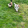 Beinji participe au concours pour gagner de l'argent avec cette photo : cat, dog, grass, outdoor, pet, siamese_cat, puppy, animal, walking, greenery, nature, companion, cute, fur, mammal, playful, friendship, daylight, two_animals, curious