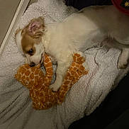 Benji a rejoint le concours — aidez-le/la à gagner de superbes lots ! animal, blanket, brown, comfort, cozy, cute, dog, fur, indoor, lying_down, pet, plush_giraffe, puppy, relaxed, resting, sleepy, small_dog, soft, toy, white