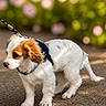 Benji participe au concours pour gagner de l'argent avec cette photo : animal, brown, curious, cute, dog, ears, flowers, fur, green, leash, nature, outdoor, path, pet, puppy, small, sunlight, walking, white, young