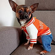 Artur participe au concours pour gagner de l'argent avec cette photo : animal, blue, brown, chihuahua, clothing, couch, cute, dog, domestic_animal, ears_up, furniture, indoor, jacket, looking_away, orange, pants, pet, sitting, small_dog, white