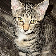 Brittany is registered to the contest to win money with this photo: animal, attention, cat, curious, cute, domestic_cat, ears, floor, fur, green_eyes, indoor, kitten, looking_up, pet, sitting, small, tabby, whiskers, wooden_floor, young