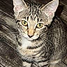 animal, attention, cat, curious, cute, domestic_cat, ears, floor, fur, green_eyes, indoor, kitten, looking_up, pet, sitting, small, tabby, whiskers, wooden_floor, young
