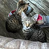 Brittany joined the competition — help win amazing prizes! animal, cat, curious, cute, domestic_cat, feline, floor, fur, indoor, kitten, pets, shoes, sitting, small, striped, tabby, two_animals, whiskers, wooden_floor, young_cat