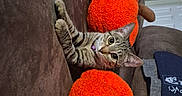 Brittany joined the competition — help win amazing prizes! animal, autumn, brown_couch, cat, couch, cozy, curious, cute, decor, fall, feline, indoor, looking, orange_pumpkin, pet, plush_toy, small_pet, soft_toy, striped, tabby