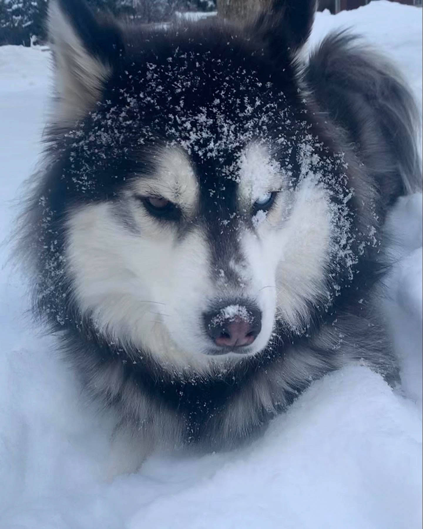 Jaxs is registered to the contest to win money with this photo: art, beard, canidae, canis, carnivore, dog, dog_breed, freezing, fur, plant, sled_dog, snout, snow, terrestrial_animal, tree, whiskers, wildlife, winter, wolf, working_dog