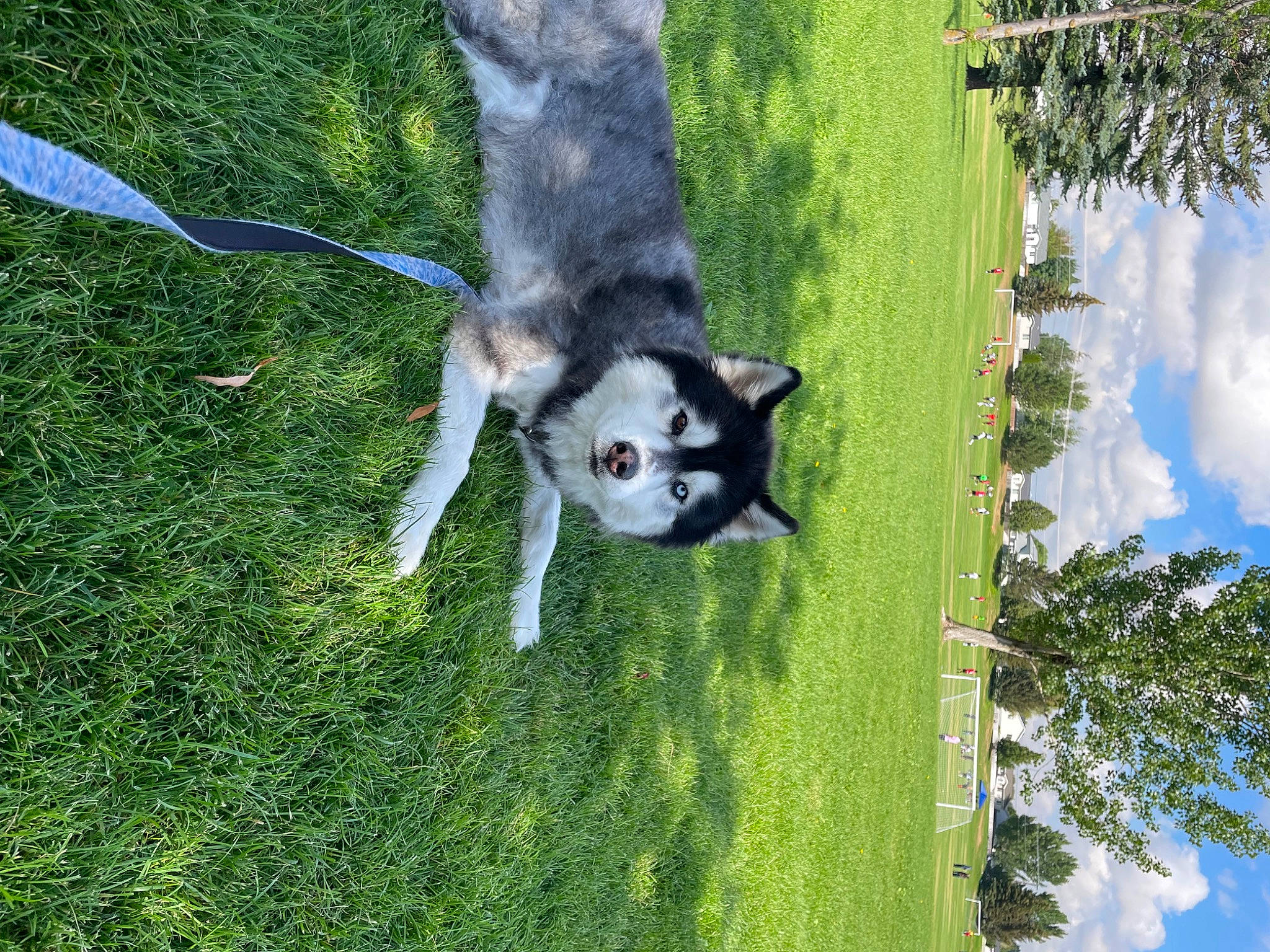 Jaxs is registered to the contest to win money with this photo: canidae, carnivore, cloud, companion_dog, cumulus, dog, dog_breed, grass, non_sporting_group, plant, sky, sled_dog, sporting_group, tail, terrestrial_animal, tree, water, wildlife, working_animal, working_dog