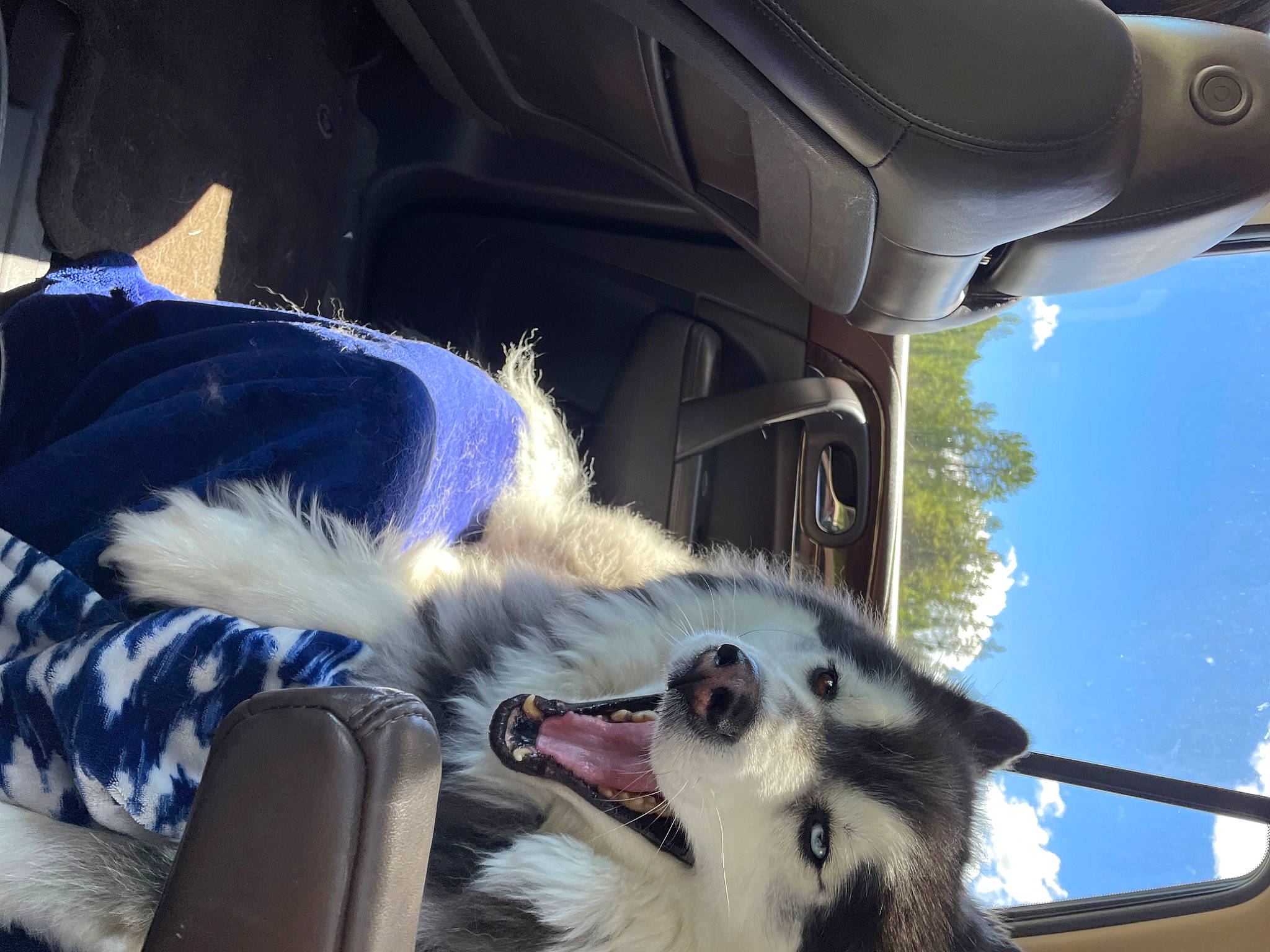 Jaxs joined the competition — help win amazing prizes! automotive_exterior, automotive_mirror, carnivore, collar, companion_dog, dog, dog_breed, electric_blue, fang, felidae, fur, hood, light, sky, small_to_medium_sized_cats, snapshot, snout, tree, whiskers, windshield