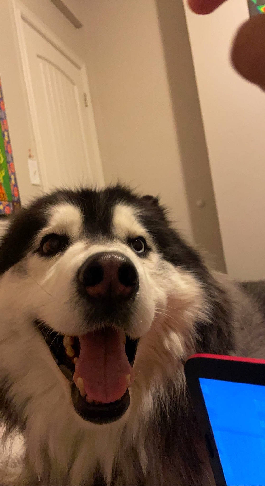 Jaxs joined the competition — help win amazing prizes! carnivore, companion_dog, dog, dog_breed, door, flat_panel_display, flooring, fur, happy, head, laptop, love, paw, portable_communications_device, snout, sporting_group, terrestrial_animal, whiskers, working_animal, working_dog