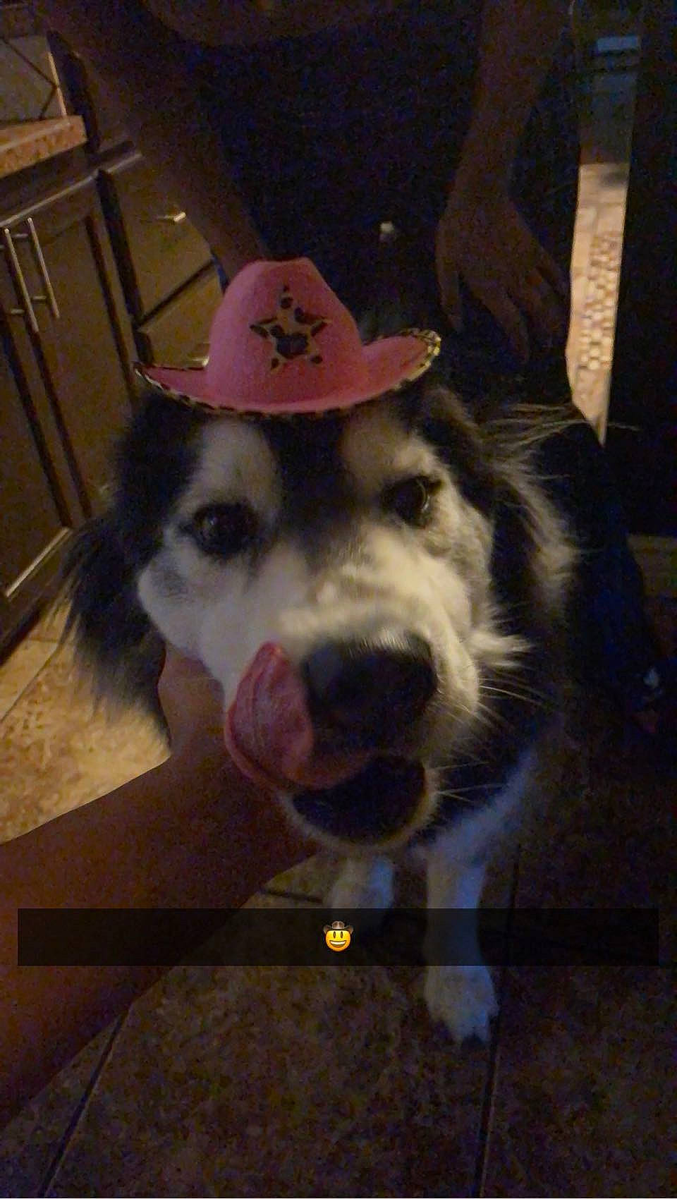 Jaxs joined the competition — help win amazing prizes! carnivore, companion_dog, costume_hat, cowboy_hat, dog, dog_breed, dog_collar, fashion_accessory, fedora, flooring, fur, happy, hat, party_hat, selfie, snout, square, sun_hat, whiskers, working_animal