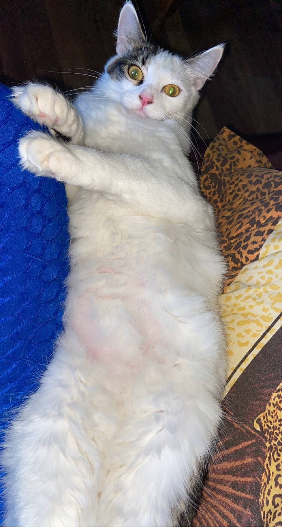 Plume a rejoint le concours — aidez-le/la à gagner de superbes lots ! carnivore, cat, comfort, domestic_short_haired_cat, electric_blue, felidae, fur, paw, small_to_medium_sized_cats, snout, tail, terrestrial_animal, whiskers