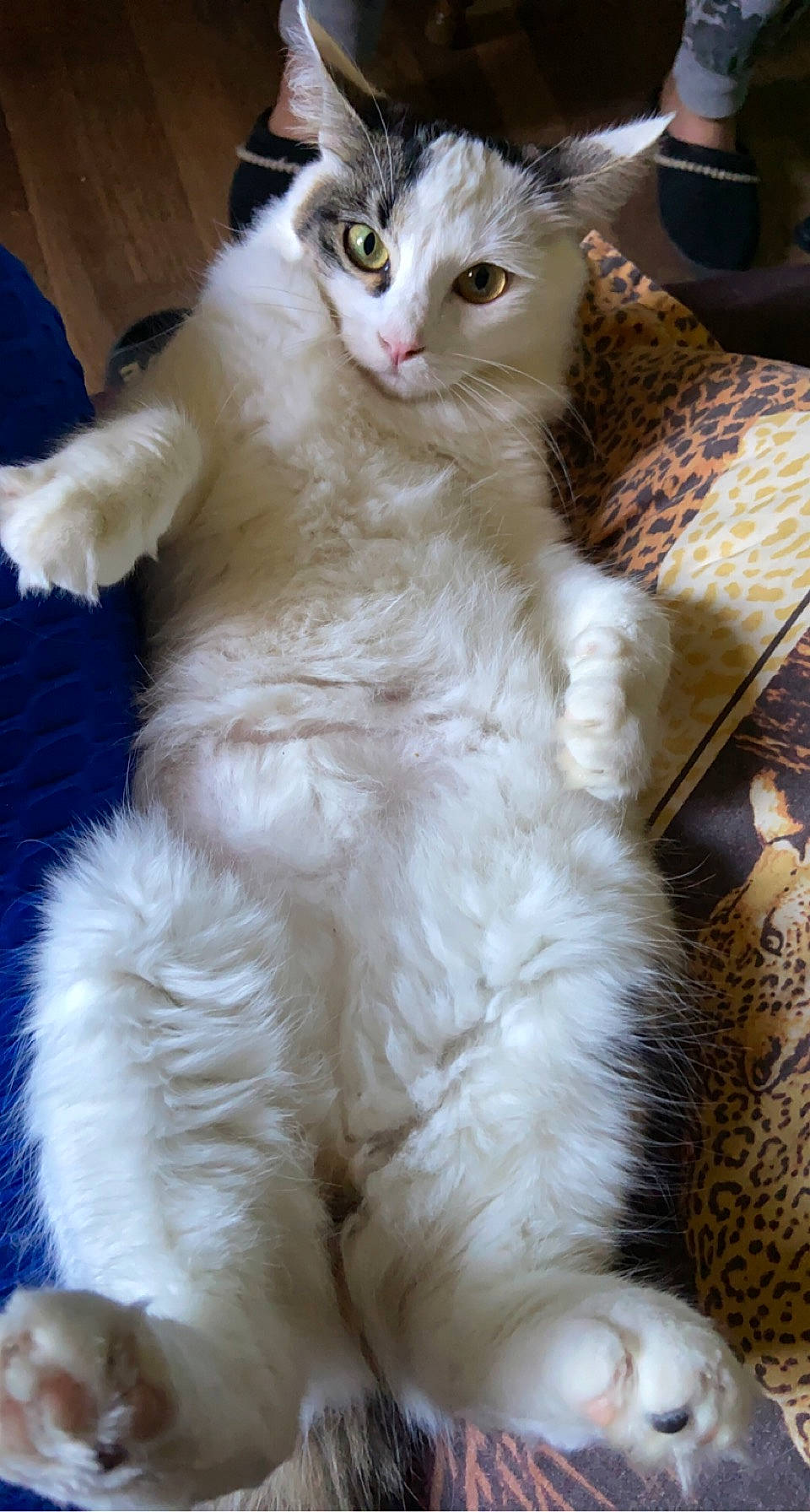 Plume participe au concours pour gagner de l'argent avec cette photo : carnivore, cat, claw, comfort, domestic_short_haired_cat, felidae, fur, paw, small_to_medium_sized_cats, tail, whiskers