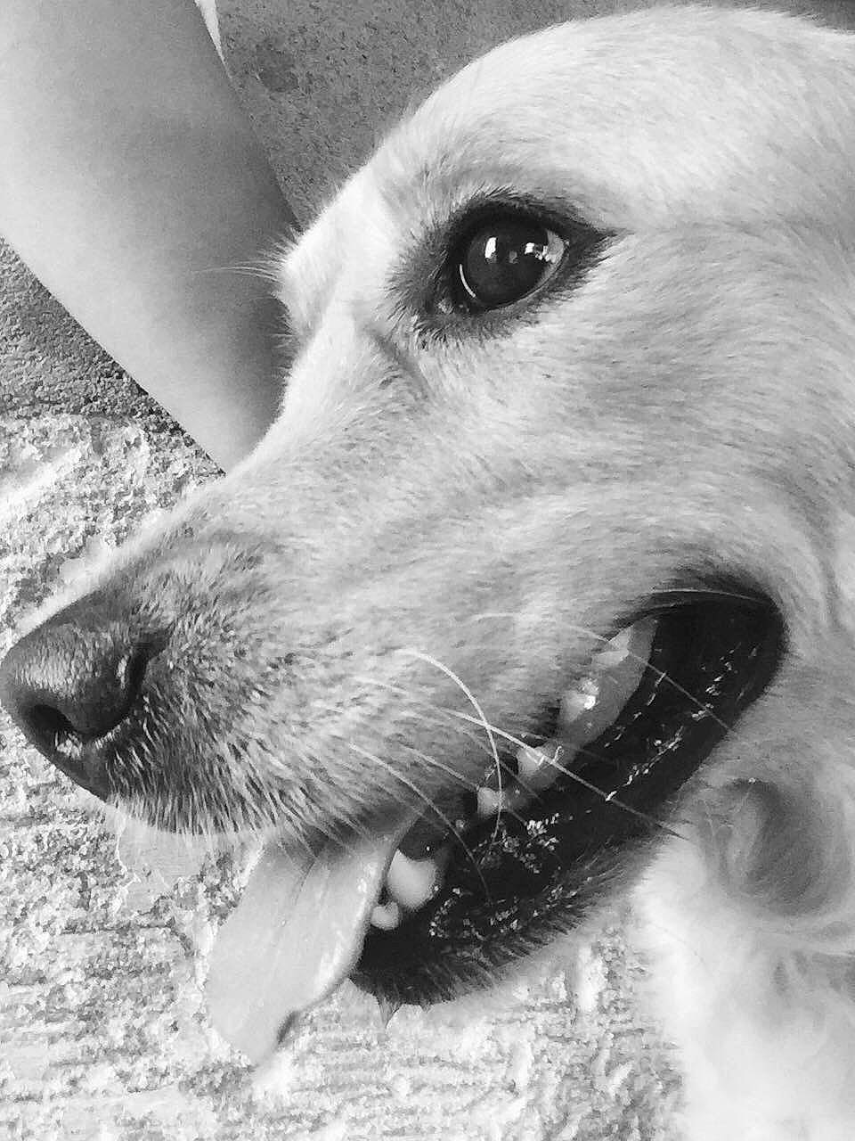 Naya participe au concours pour gagner de l'argent avec cette photo : ancient_dog_breeds, canidae, carnivore, close_up, companion_dog, dog, dog_breed, eye, fur, jaw, monochrome, monochrome_photography, snout, sporting_group, stock_photography, street_dog, style, terrestrial_animal, whiskers, working_animal