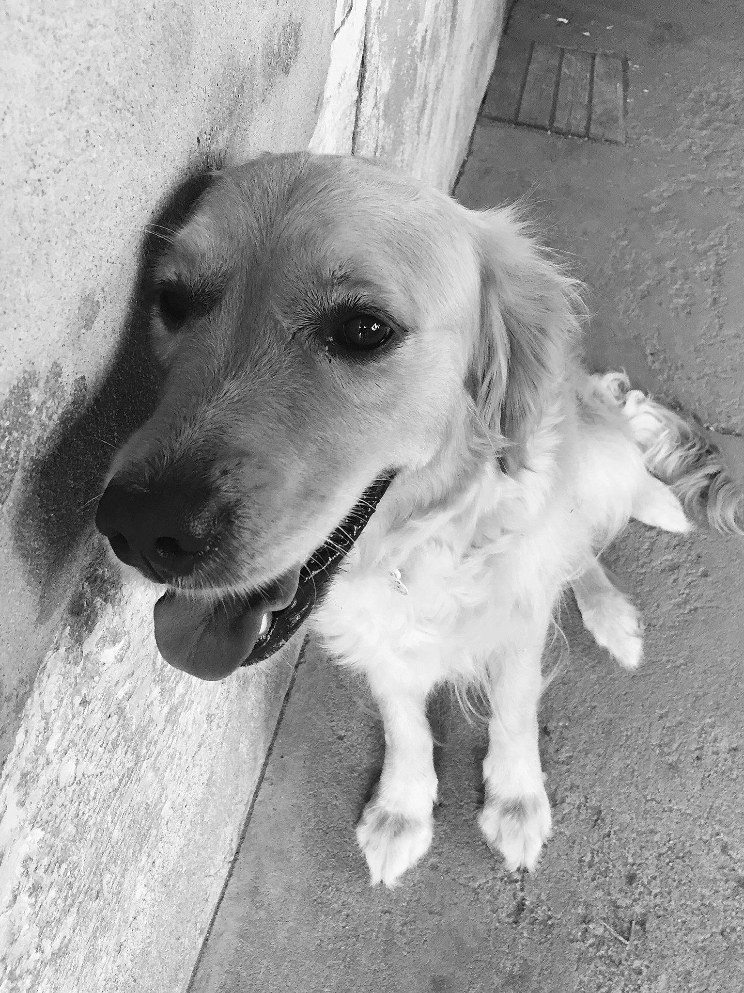 Naya a rejoint le concours — aidez-le/la à gagner de superbes lots ! black_and_white, canidae, carnivore, companion_dog, dog, dog_breed, eye, fawn, fur, golden_retriever, gun_dog, happy, monochrome, monochrome_photography, plant, retriever, sporting_group, street_dog, style, whiskers