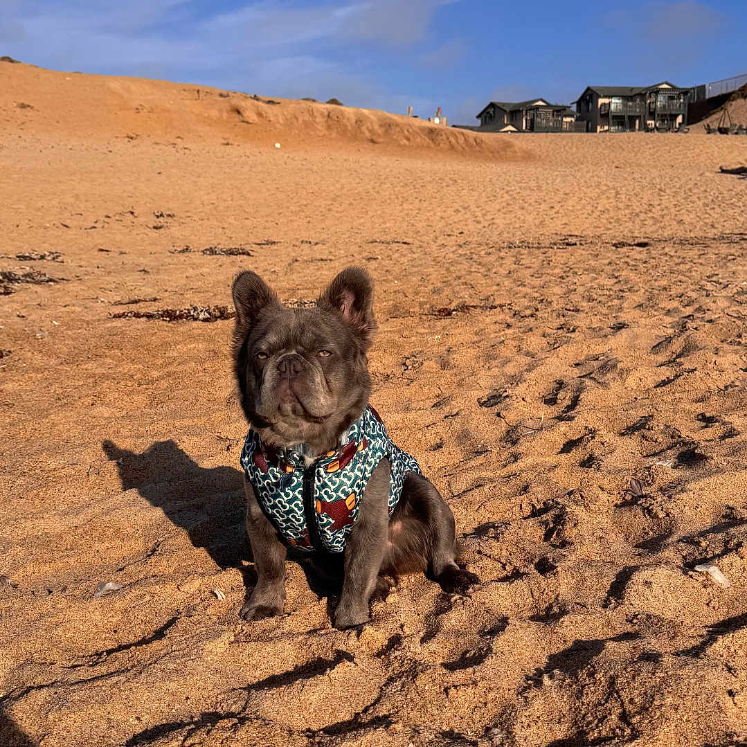 Uzi joined the competition — help win amazing prizes! animal, beach, blue_sky, canine, cute, daytime, dog, expression, french_bulldog, fur, nature, outdoor, pet, portrait, sand, shadow, sitting, summer, sunny, vest